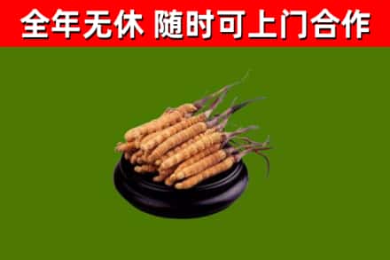兰州市回收散虫草